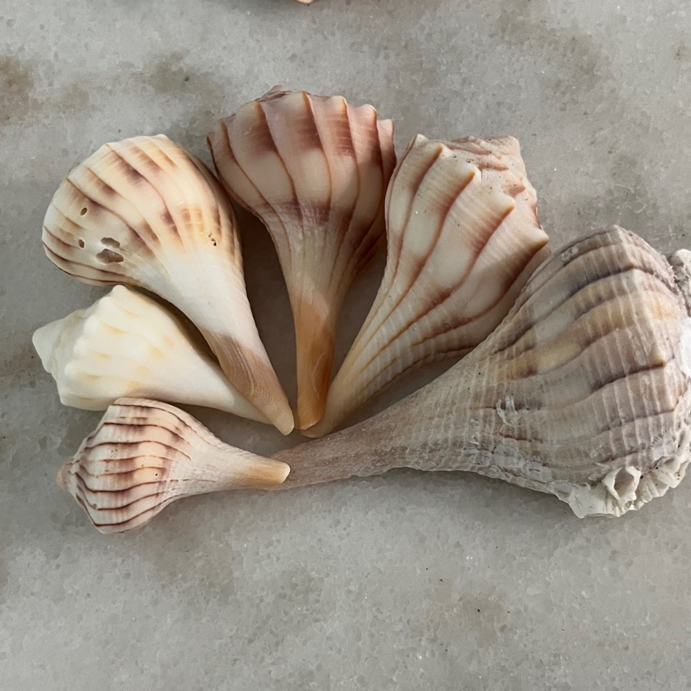 Lightning Welk Natural Shell Collection Left Coiling Southwest Fl Coastal Decor